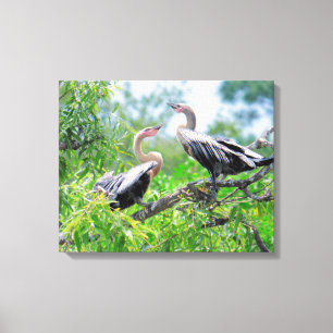 Lienzo Anhingas inmaduras tela envuelta