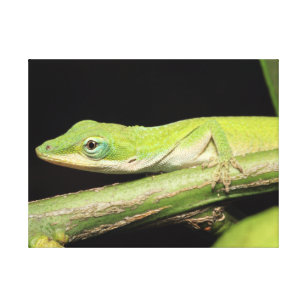 Lienzo Animal adorable fresco lindo del lagarto de Anole