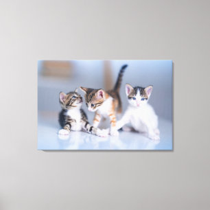 Lienzo Animales de bebé más afectados 3 Gatitos de Tabb