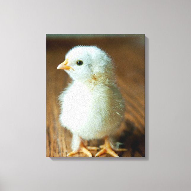 Lienzo Animales de bebé más afectados | Baby Chick (Anverso)