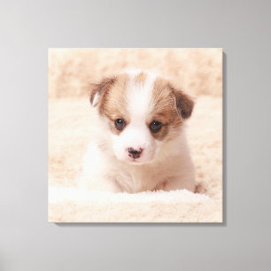 Lienzo Animales de bebé más afectados Baby Corgi