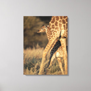 Lienzo Animales de bebé más afectados Baby Giraffe y Pa