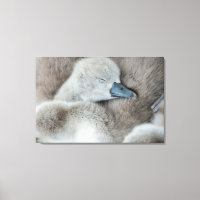 Animales de bebé más afectados | Baby Mute Swan