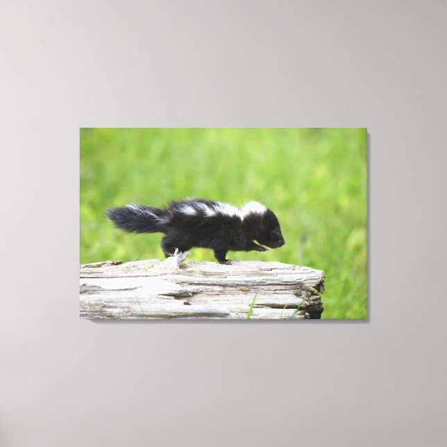 Lienzo Animales de bebé más afectados | Baby Skunk (Anverso)