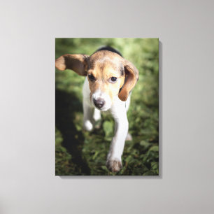 Lienzo Animales de bebé más afectados   Beagle Puppy