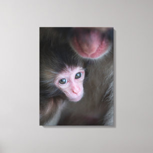 Lienzo Animales de bebé más afectados Bebé Macaque Mono