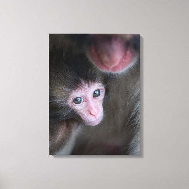 Lienzo Animales de bebé más afectados | Bebé Macaque Mono (Anverso)