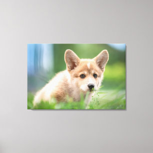 Lienzo Animales de bebé más afectados   Cachorro de Corgi