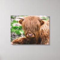 Animales de bebé más afectados | Calf de vaca de m