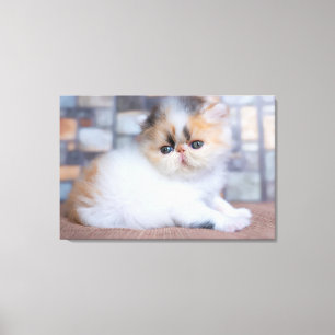 Lienzo Animales de bebé más afectados Calico Persian Ki