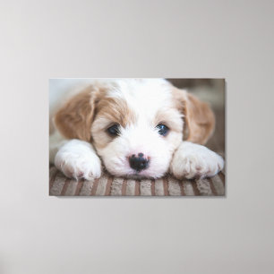Lienzo Animales de bebé más afectados   Cavashon Puppy