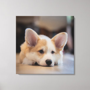 Lienzo Animales de bebé más afectados Corgi Puppy solit