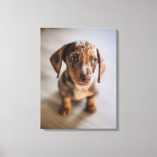 Lienzo Animales de bebé más afectados   Dachshund Puppy