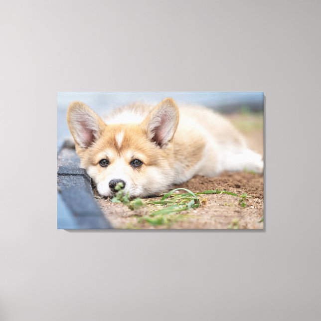 Lienzo Animales de bebé más afectados | El corgi en el ya (Anverso)