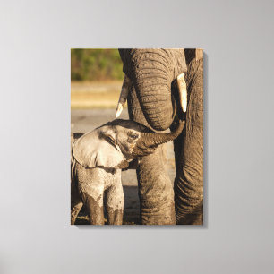 Lienzo Animales de bebé más afectados   Elefante bebé y m
