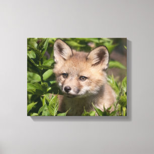 Lienzo Animales de bebé más afectados Fox Kit