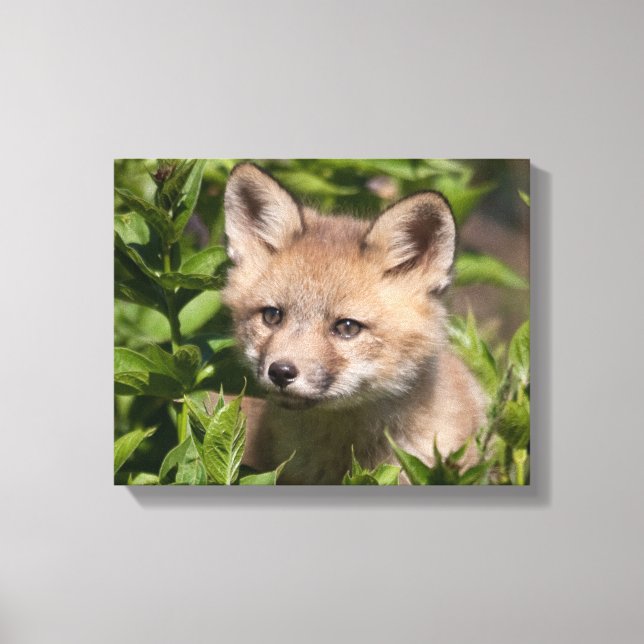 Lienzo Animales de bebé más afectados | Fox Kit (Anverso)