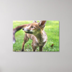 Lienzo Animales de bebé más afectados Fox urbana