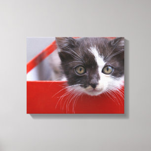 Lienzo Animales de bebé más afectados Gatito blanco y n