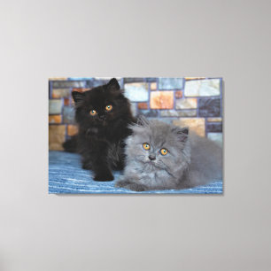 Lienzo Animales de bebé más afectados Gatitos persas en