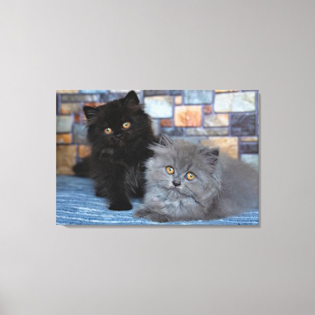 Lienzo Animales de bebé más afectados | Gatitos persas en (Anverso)