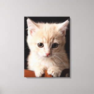 Lienzo Animales de bebé más afectados Ginger Kitten