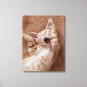 Lienzo Animales de bebé más afectados   Ginger Kitten Yaw