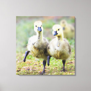 Lienzo Animales de bebé más afectados Goslings Canadien