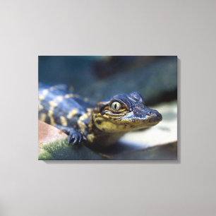 Lienzo Animales de bebé más afectados   Joven lagarto