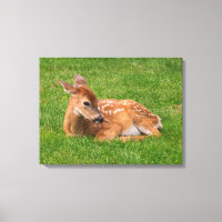 Animales de bebé más afectados | Little Fawn