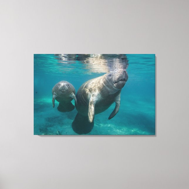Lienzo Animales de bebé más afectados | Manatee & Baby (Anverso)