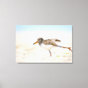Lienzo Animales de bebé más afectados Oystercatcher Chi