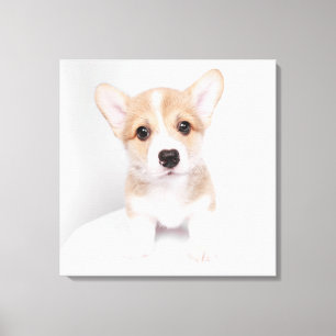 Lienzo Animales de bebé más afectados   Pequeño Corgi
