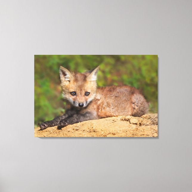 Lienzo Animales de bebé más afectados | Red Fox Pup (Anverso)