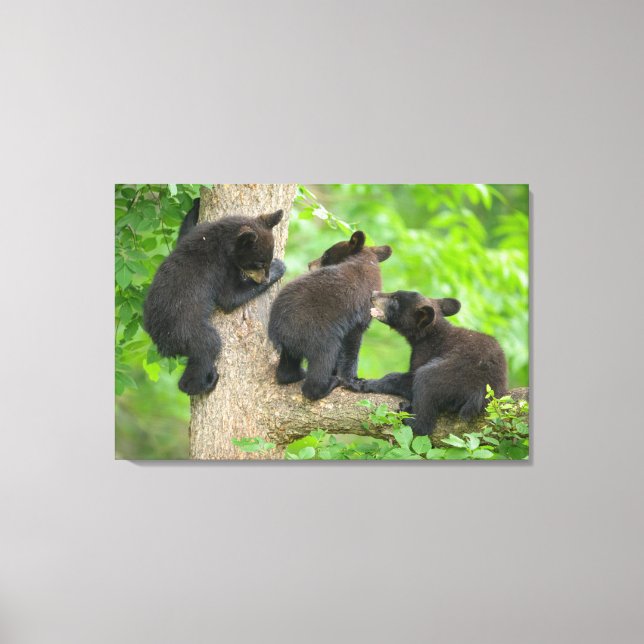 Lienzo Animales de bebé más afectados | Tres jóvenes osez (Anverso)