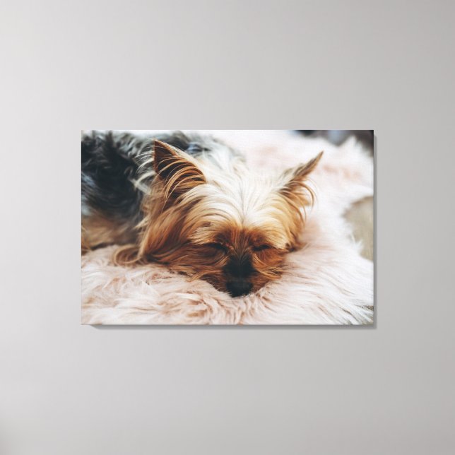 Lienzo Animales de bebé más afectados | Yorkshire Terrier (Anverso)