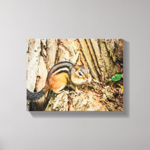 Lienzo Animales de la Naturaleza Vida Silvestre Ardilla L
