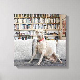 Lienzo Animales femeninos