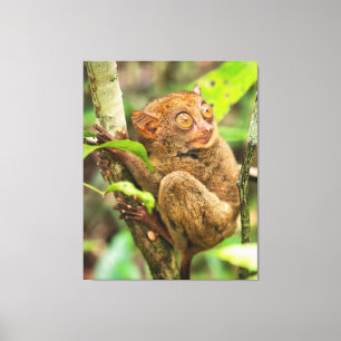 Lienzo Animales tarsier Monkey Wildlife Cute