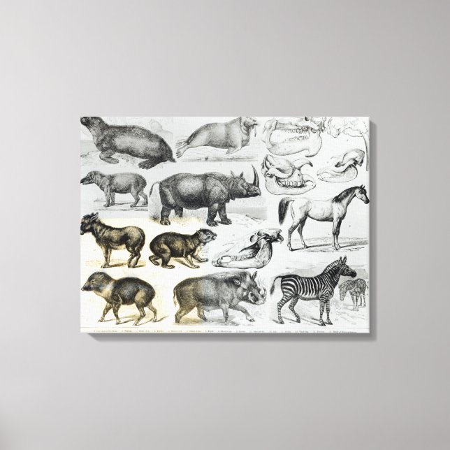 Lienzo Animales Ungulata o Hoofing (Anverso)