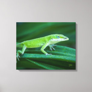 Lienzo Anole Lizard