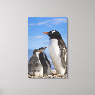 Lienzo Antártida, Neko Cove (Puerto). Pingüino de Gentoo 