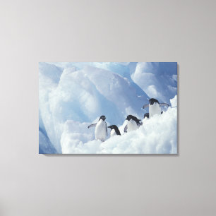 Lienzo Antártida. Pingüinos Adelie