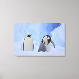 Lienzo Antártida. Pingüinos emperadores y cría
