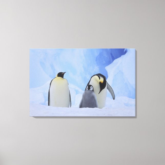 Lienzo Antártida. Pingüinos emperadores y cría (Anverso)