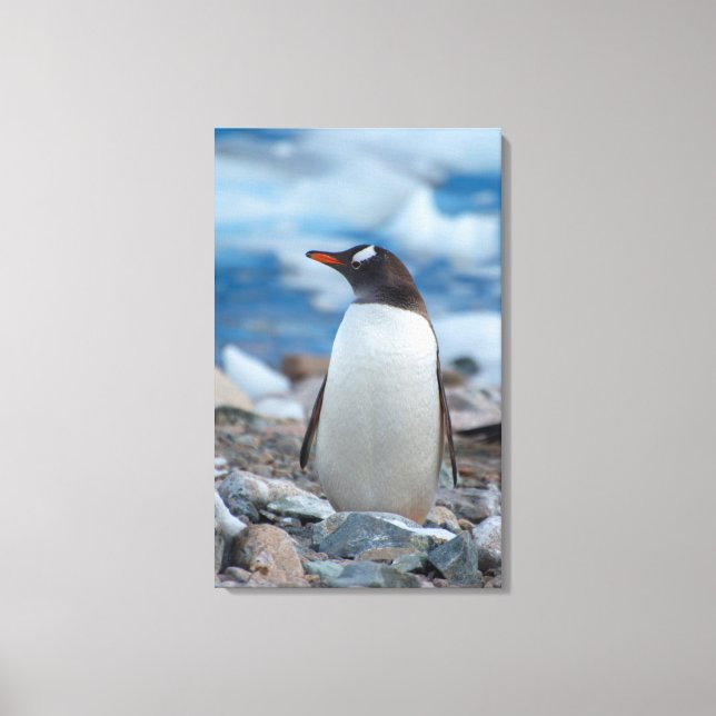 Lienzo Antártida. Puerto Neko. Pingüino de Gentoo (Anverso)
