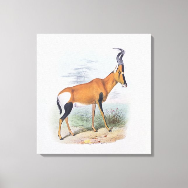 Lienzo Antelope, de "The Book of Antelopes", (Anverso)