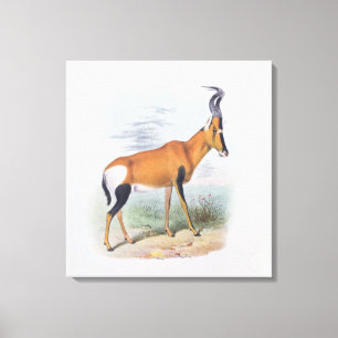 Lienzo Antelope, de "The Book of Antelopes",