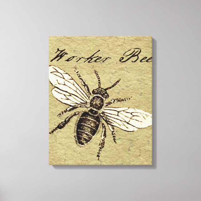 Lienzo Antigüedad del Ilustracion de los insectos de los  (Anverso)