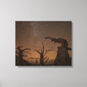 Lienzo Antiguo bosque de pinos de Bristlecone Californi